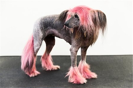 Animal portrait of groomed dog with dyed shaved fur, looking away Photographie de stock - Premium Libres de Droits, Code: 649-09036007