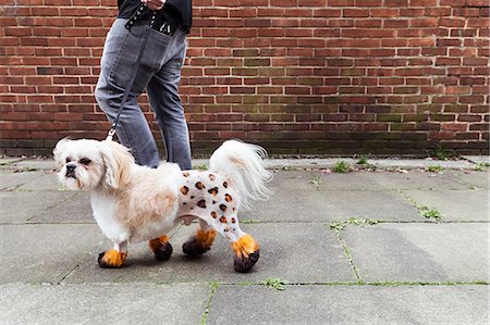 dog with people - Man walking groomed dog with dyed shaved fur Foto de stock - Sin royalties Premium, Código: 649-09036003