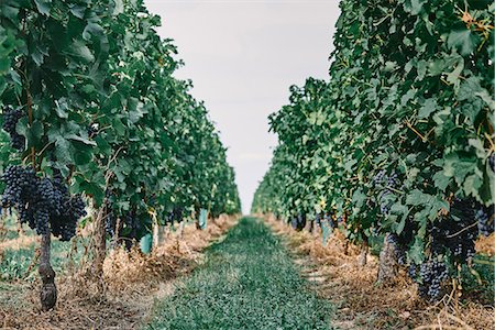 Bunches of black grapes on vineyard grapevines, Bergerac, Aquitaine, France Photographie de stock - Premium Libres de Droits, Code: 649-09036033