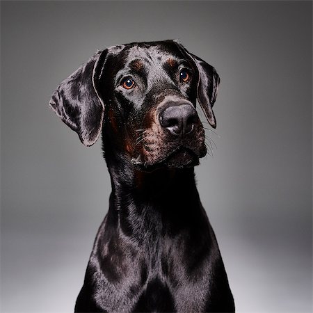 simsearch:649-07065236,k - Studio portrait of doberman dog Photographie de stock - Premium Libres de Droits, Code: 649-09061470