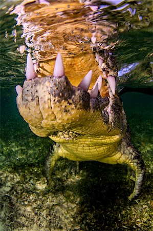 Jaws of crocodile Foto de stock - Sin royalties Premium, Código: 649-09061624