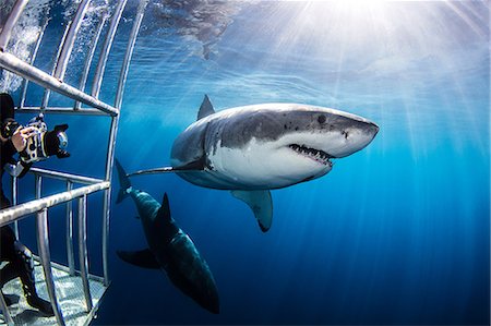 swim shark - Diver photographing sharks from shark cage Stock Photo - Premium Royalty-Free, Code: 649-09061628