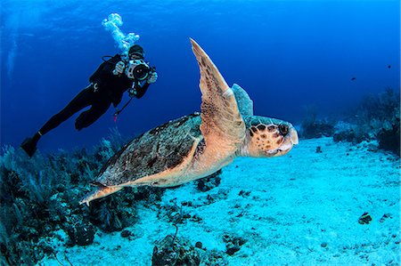 simsearch:649-09061633,k - Diver photographing turtle Stock Photo - Premium Royalty-Free, Code: 649-09061629