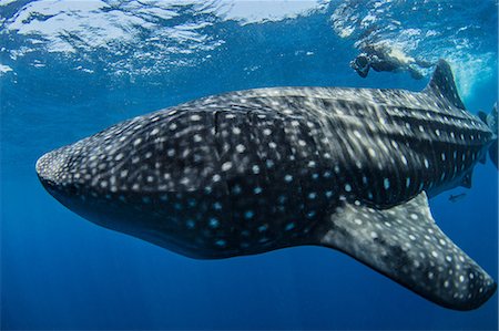 Diver photographing whale shark Foto de stock - Sin royalties Premium, Código: 649-09061634