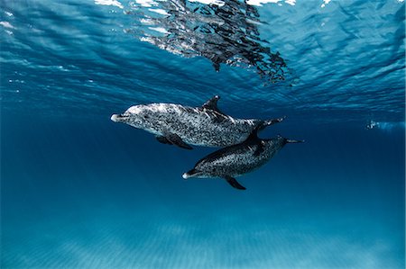 swimming animal - Dolphins Stock Photo - Premium Royalty-Free, Code: 649-09061631