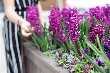 simsearch:614-06335976,k - Mid section of young woman's hand touching purple hyacinth in planter Foto de stock - Sin royalties Premium, Código: 649-09061888