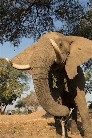 simsearch:649-09078487,k - African elephant (Loxodonta africana) feeding under tree, Chirundu, Zimbabwe, Africa Foto de stock - Sin royalties Premium, Código: 649-09078474