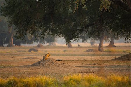 Rear view of lioness (Panthera leo) lying on mound, Chirundu, Zimbabwe, Africa Foto de stock - Royalty Free Premium, Número: 649-09078475