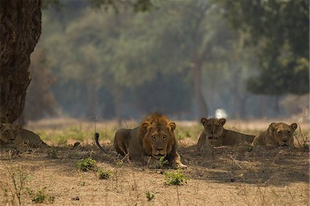 simsearch:649-09111516,k - Portrait of lion and lionesses (Panthera leo) lying in tree shadow, Chirundu, Zimbabwe, Africa Stock Photo - Premium Royalty-Free, Code: 649-09078476