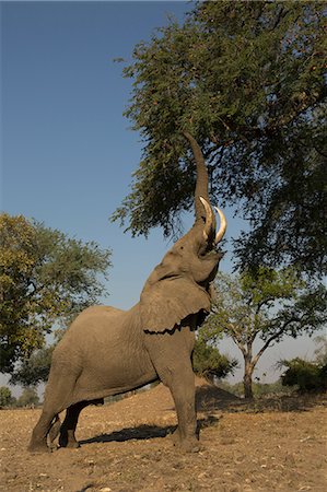 simsearch:649-09078487,k - African elephant (Loxodonta africana) feeding under tree, Chirundu, Zimbabwe, Africa Foto de stock - Sin royalties Premium, Código: 649-09078477