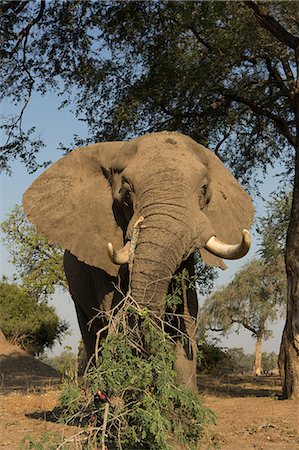 simsearch:649-09078487,k - African elephant (Loxodonta africana) feeding on tree branch, Chirundu, Zimbabwe, Africa Foto de stock - Sin royalties Premium, Código: 649-09078478