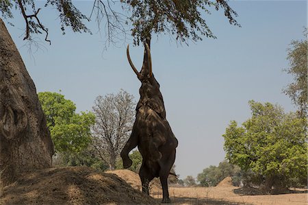 simsearch:649-09078487,k - African elephant (Loxodonta africana) on hind legs feeding on tree branch, Chirundu, Zimbabwe, Africa Foto de stock - Sin royalties Premium, Código: 649-09078479