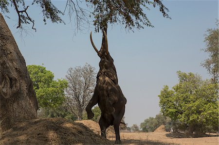 African elephant standing on hind legs to feed on tree - Stock