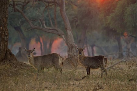 Portrait of two waterbuck (Kobus ellipsiprymnus), at dawn in acacia woodlands, Chirundu, Zimbabwe, Africa Stock Photo - Premium Royalty-Free, Code: 649-09078472