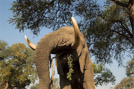 simsearch:649-09078487,k - Low angle view of african elephant (Loxodonta africana) feeding on tree branches, Chirundu, Zimbabwe, Africa Foto de stock - Sin royalties Premium, Código: 649-09078473