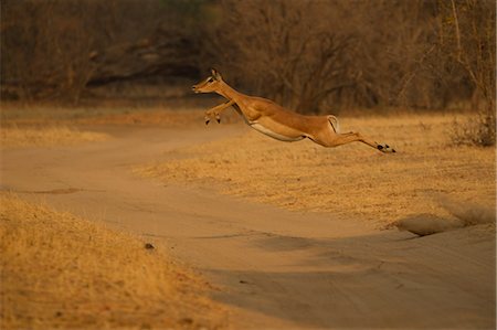 simsearch:649-09078487,k - Impala (Aepyceros melampus) leaping mid air over dirt track, Chirundu, Zimbabwe, Africa Foto de stock - Sin royalties Premium, Código: 649-09078485