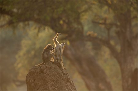 Two baboons (Papio cynocephalus ursinus) sitting on rock grooming, Chirundu, Zimbabwe, Africa Foto de stock - Royalty Free Premium, Número: 649-09078480
