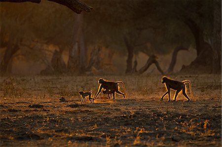 simsearch:649-07065095,k - Backlit baboon family (Papio cynocephalus ursinus) walking on all fours in woodland, Chirundu, Zimbabwe, Africa Photographie de stock - Premium Libres de Droits, Code: 649-09078491