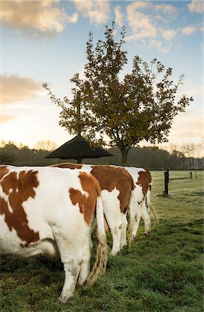 simsearch:649-07239783,k - Three domestic cows in field, in a row, rear view Stock Photo - Premium Royalty-Free, Code: 649-09078650