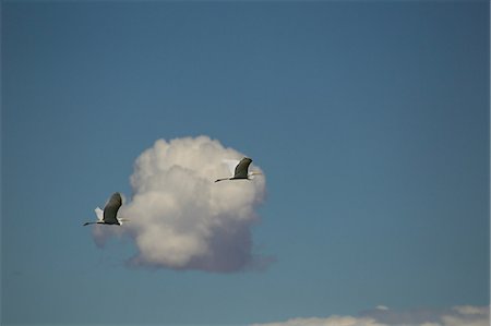 Two great egrets (ardea alba) flying in blue sky with cloud, Khovd, Mongolia Photographie de stock - Premium Libres de Droits, Code: 649-09078674