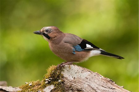 précaution - Eurasian Jay (Garrulus glandarius) perching on tree branch, Slovenia Photographie de stock - Premium Libres de Droits, Code: 649-09078678