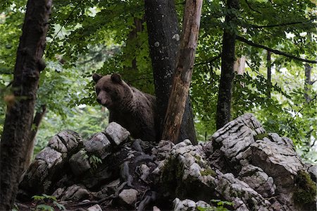 eurasian brown bear - European brown bear (Ursus arctos) looking down from rocks in Notranjska forest, Slovenia Stock Photo - Premium Royalty-Free, Code: 649-09078680