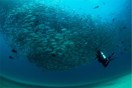 Diver swimming with school of jack fish, underwater view, Cabo San Lucas, Baja California Sur, Mexico, North America Photographie de stock - Premium Libres de Droits, Code: 649-09111364