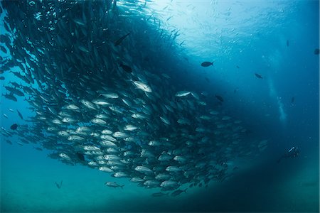 Diver swimming with school of jack fish, underwater view, Cabo San Lucas, Baja California Sur, Mexico, North America Photographie de stock - Premium Libres de Droits, Code: 649-09111365