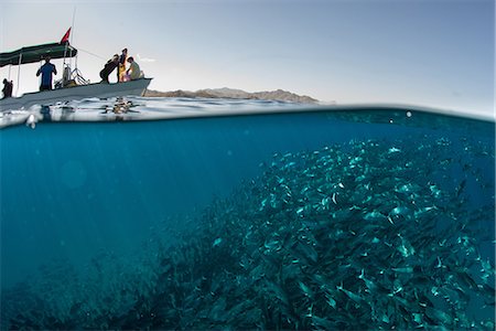 School of jack fish swimming near boat on water surface, Cabo San Lucas, Baja California Sur, Mexico, North America Stock Photo - Premium Royalty-Free, Code: 649-09111366
