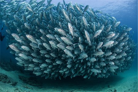 School of jack fish, underwater view, Cabo San Lucas, Baja California Sur, Mexico, North America Photographie de stock - Premium Libres de Droits, Code: 649-09111368