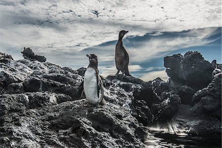 Galapagos Penguin and Flightless Cormorant resting on rocks, Seymour, Galapagos, Ecuador Photographie de stock - Premium Libres de Droits, Code: 649-09111360