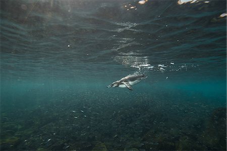 spheniscus mendiculus - Galapagos Penguins hunting sardines, Seymour, Galapagos, Ecuador Photographie de stock - Premium Libres de Droits, Code: 649-09111362