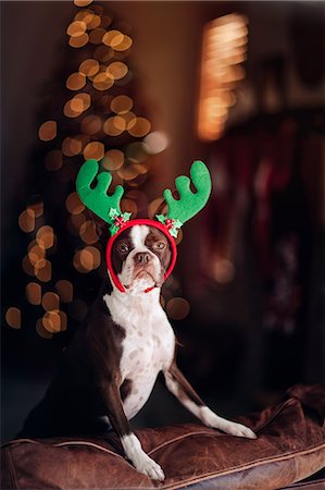 Boston Terrier dog with reindeer antlers, Christmas tree in background Stock Photo - Premium Royalty-Free, Code: 649-09111531