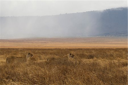 poised - Lion, Lioness, Panthera leo, Ngorogoro Crater, Tanzania Photographie de stock - Premium Libres de Droits, Code: 649-09111544