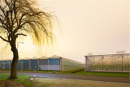 simsearch:6115-06967186,k - Greenhouses at dusk, in Westland,  area with the highest concentration of greenhouses in Netherlands Foto de stock - Sin royalties Premium, Código: 649-09123363