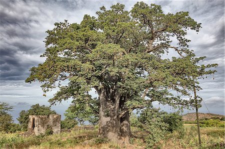 simsearch:649-09123469,k - Tree by ruins, Fogo, Cape Verde, Africa Stock Photo - Premium Royalty-Free, Code: 649-09123469