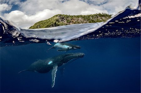 femelle - Humpback whale (Megaptera novaeangliae) and calf in the waters of Tonga Foto de stock - Sin royalties Premium, Código: 649-09123568