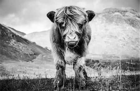 Portrait of highland cow calf in rural landscape, B&W Stock Photo - Premium Royalty-Free, Code: 649-09123612