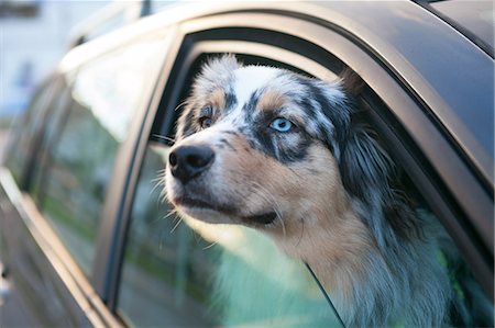 Blue eyed dog looking out from car window, portrait Stock Photo - Premium Royalty-Free, Code: 649-09123621