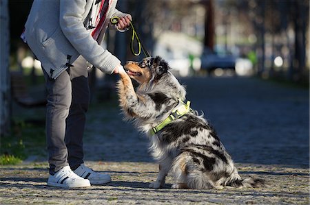 simsearch:649-08125927,k - Man holding dog's paw in park, cropped Photographie de stock - Premium Libres de Droits, Code: 649-09123623