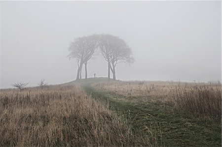 Rural scene with trees in mist, Houghton-le-Spring, Sunderland, UK Stock Photo - Premium Royalty-Free, Code: 649-09123827