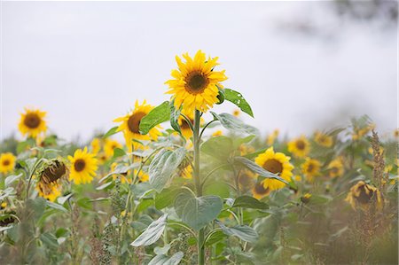 stand out in a crowd not illustration not monochrome - Sunflowers growing in field, close-up Stock Photo - Premium Royalty-Free, Code: 649-09123821