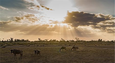 Wildebeests in Amboseli National Park, Amboseli, Rift Valley, Kenya Photographie de stock - Premium Libres de Droits, Code: 649-09123938