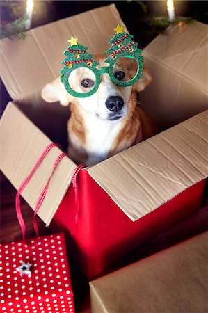 Dog in box, wearing Christmas tree eyeglasses Stock Photo - Premium Royalty-Free, Code: 649-09139078