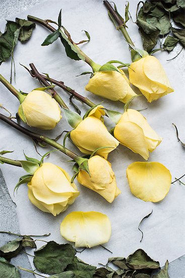 Stalks of rose on table Photographie de stock - Premium Libres de Droits, Le code de l’image : 649-09148778