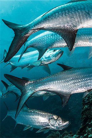 simsearch:649-08924536,k - Underwater shot of large tarpon fish gathering, Quintana Roo, Mexico Photographie de stock - Premium Libres de Droits, Code: 649-09148845