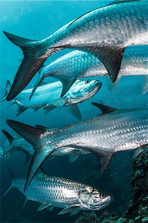 simsearch:649-09159046,k - Underwater shot of large tarpon fish gathering, Quintana Roo, Mexico Stock Photo - Premium Royalty-Free, Code: 649-09148845