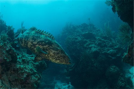 Underwater shot of goliath grouper among rocks, Quintana Roo, Mexico Stock Photo - Premium Royalty-Free, Code: 649-09148847