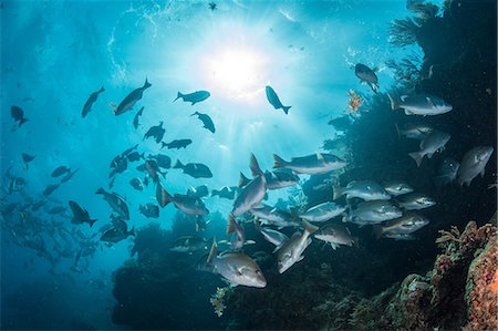 simsearch:841-07914007,k - Underwater shot of red snapper shoal gathering to mate, Quintana Roo, Mexico Foto de stock - Sin royalties Premium, Código: 649-09148848