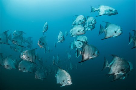 simsearch:649-08380881,k - Underwater shot of schooling atlantic spade fish, Quintana Roo, Mexico Photographie de stock - Premium Libres de Droits, Code: 649-09148850